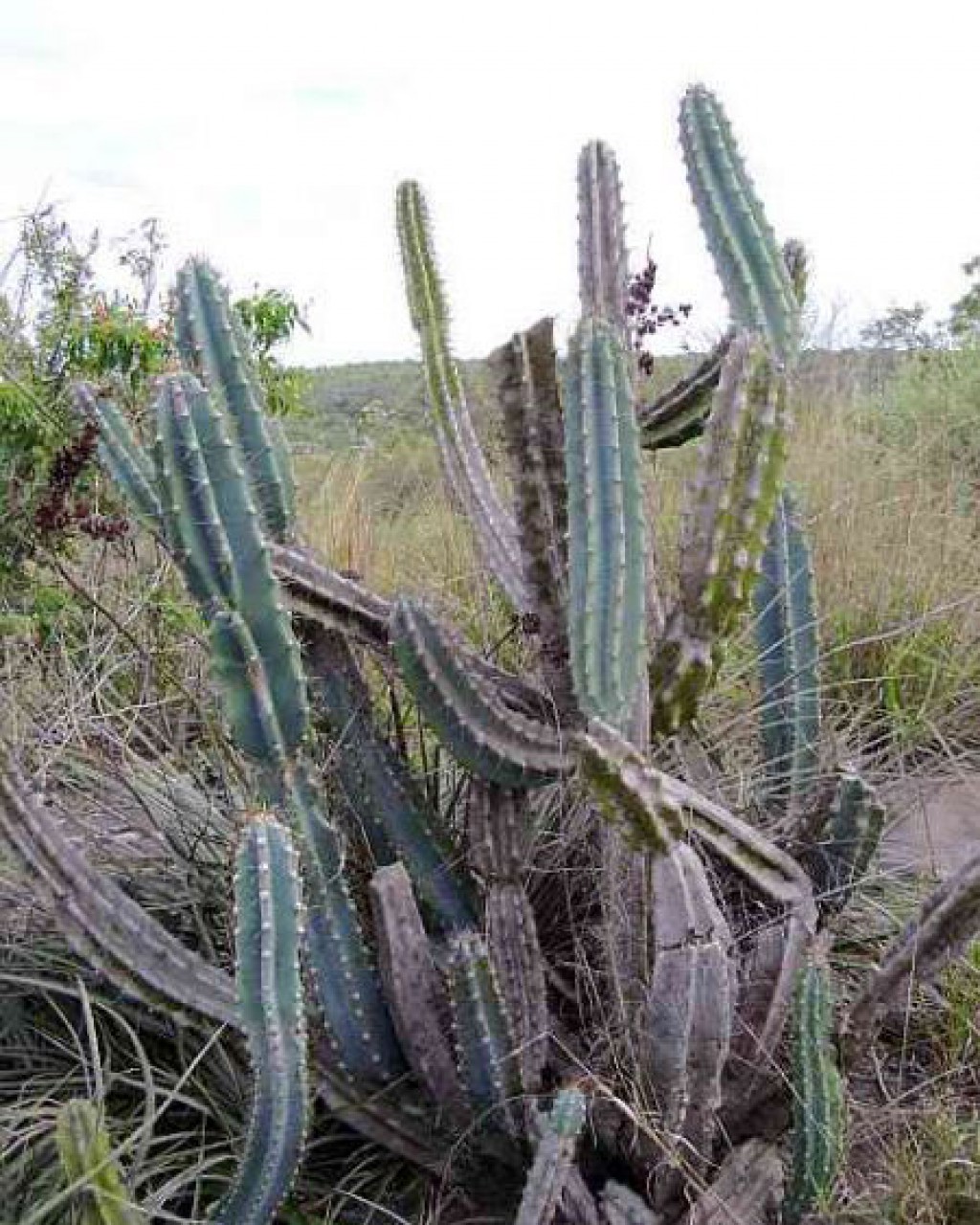 Cereus Lanosus
