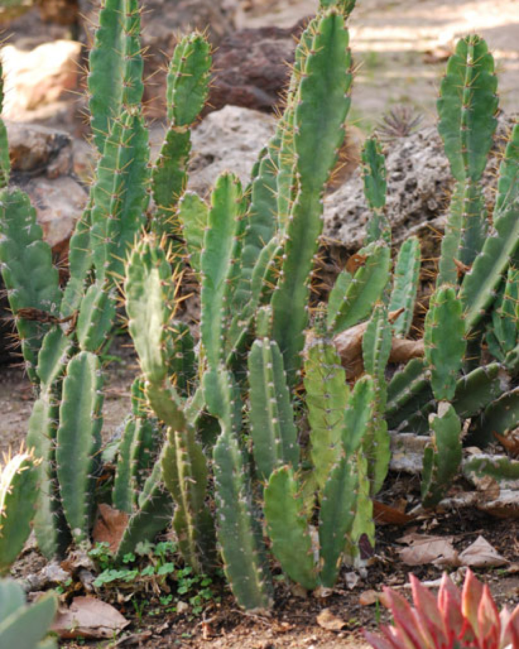 Cereus obtusus