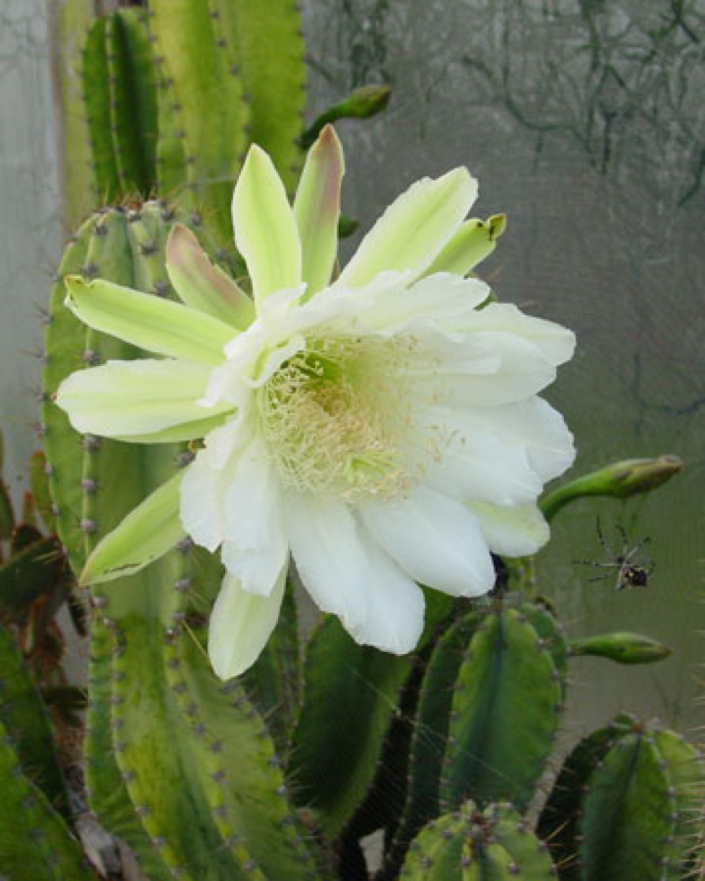Cereus Peruvianus