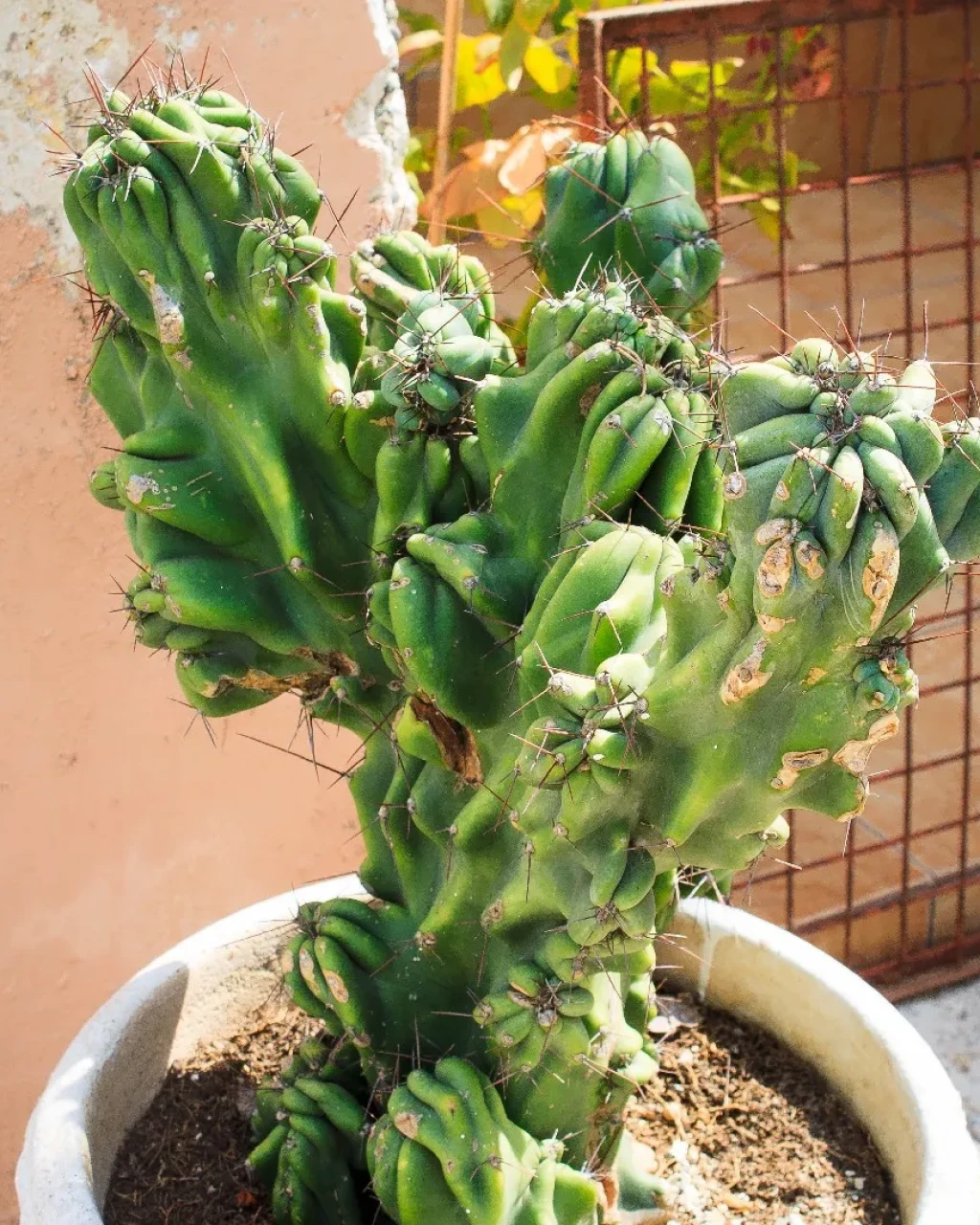 Cereus repandus f. monstruosus