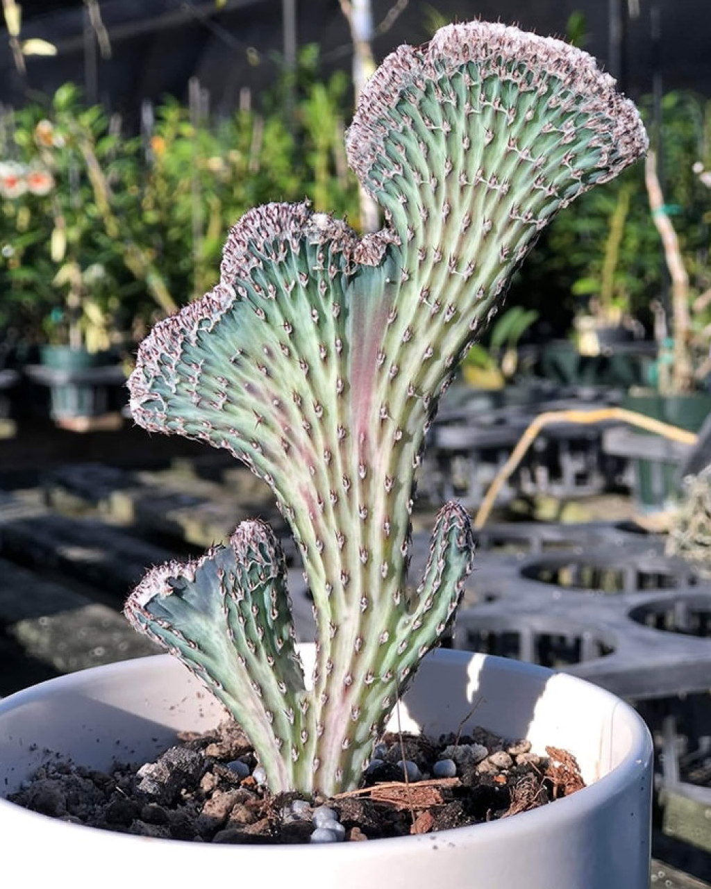 Cereus spegazzinii 'Cristatus'