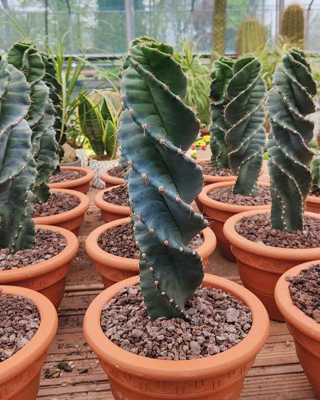 Cereus 'Spiralis'