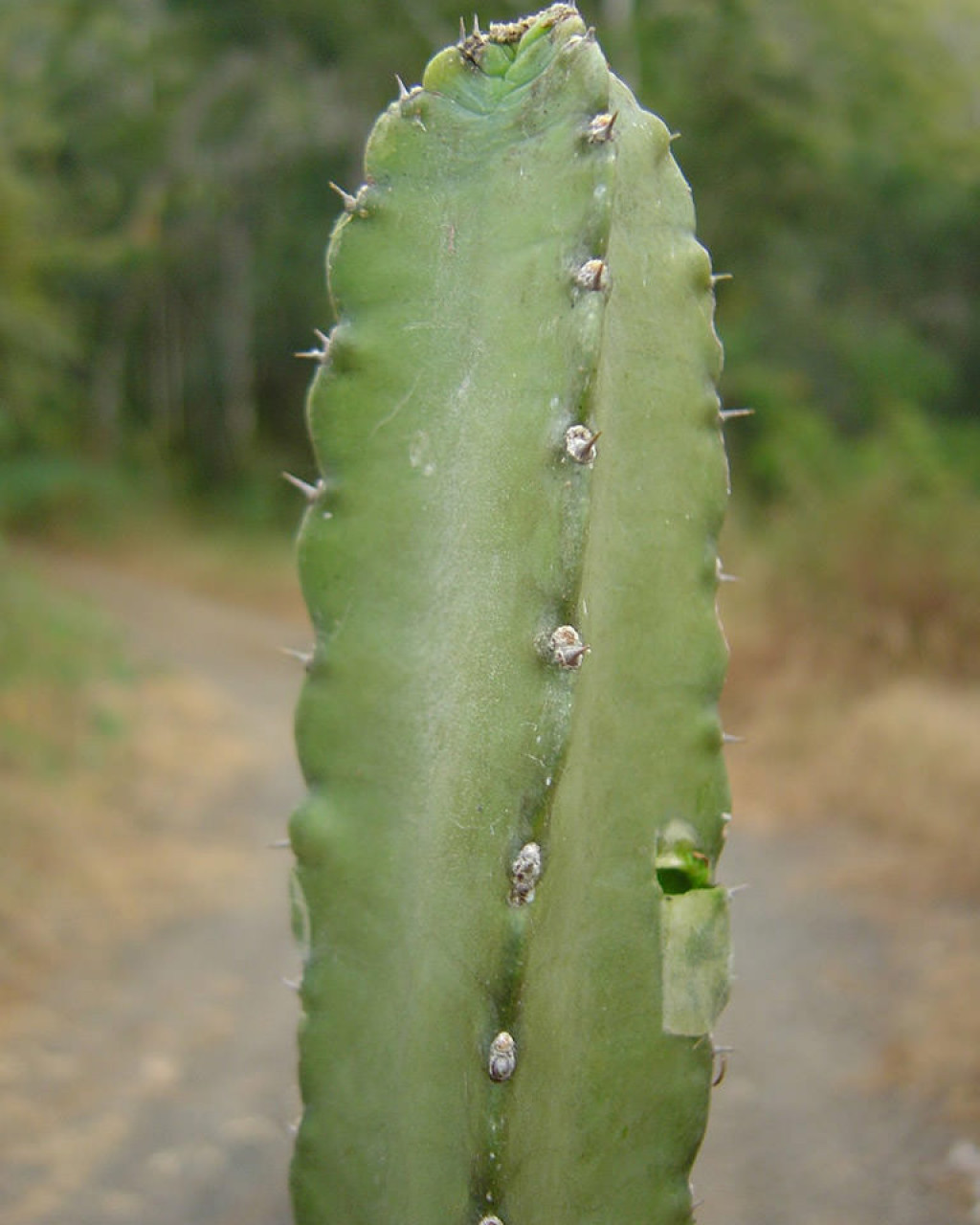 Cereus yungasensis