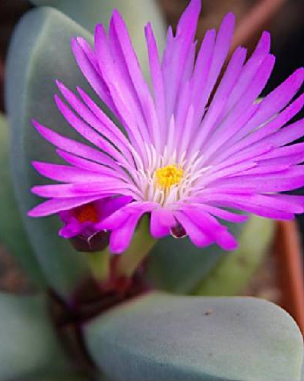 Cerochlamys pachyphylla