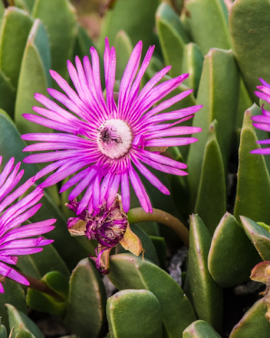 Cerochlamys purpureostyla