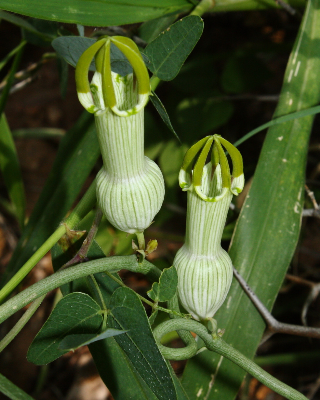 Ceropegia ampliata