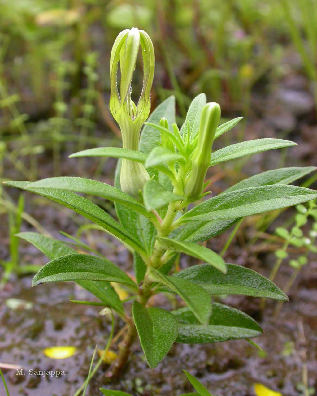 Ceropegia anjanerica