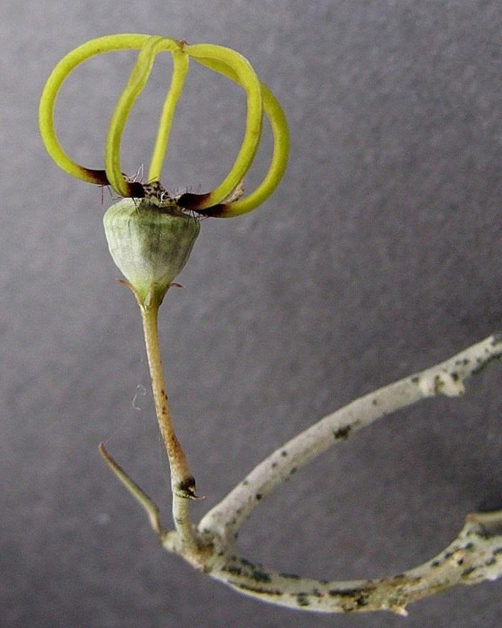 Ceropegia armandii