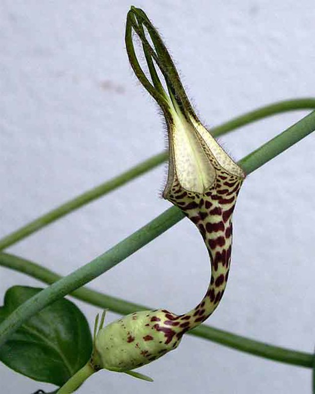 Ceropegia ballyana