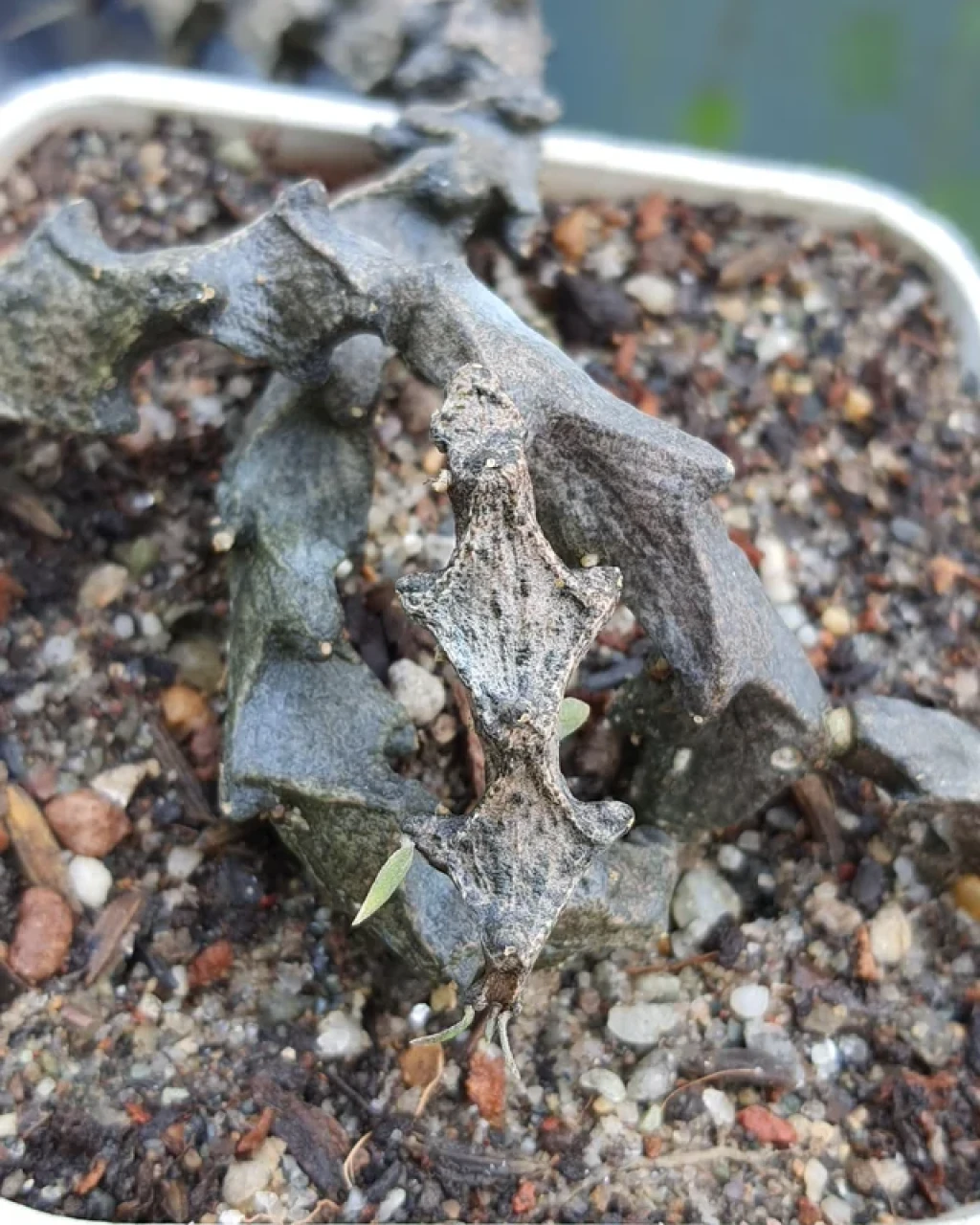 Ceropegia bosseri