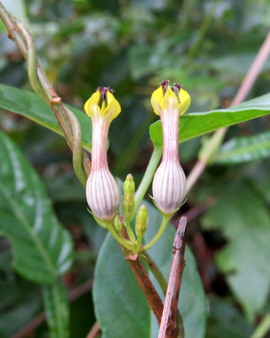 Ceropegia candelabrum