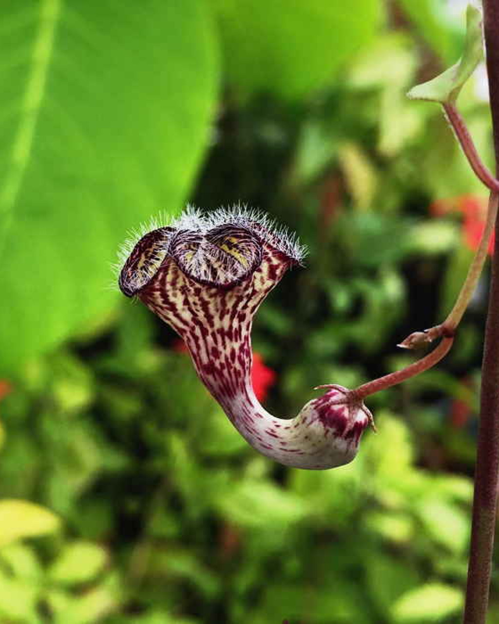 Ceropegia carnosa
