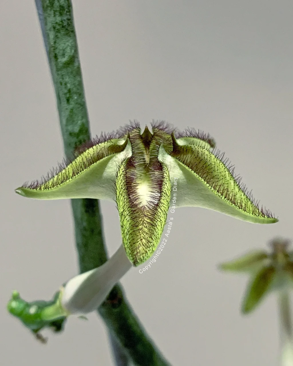 Ceropegia cimiciodora