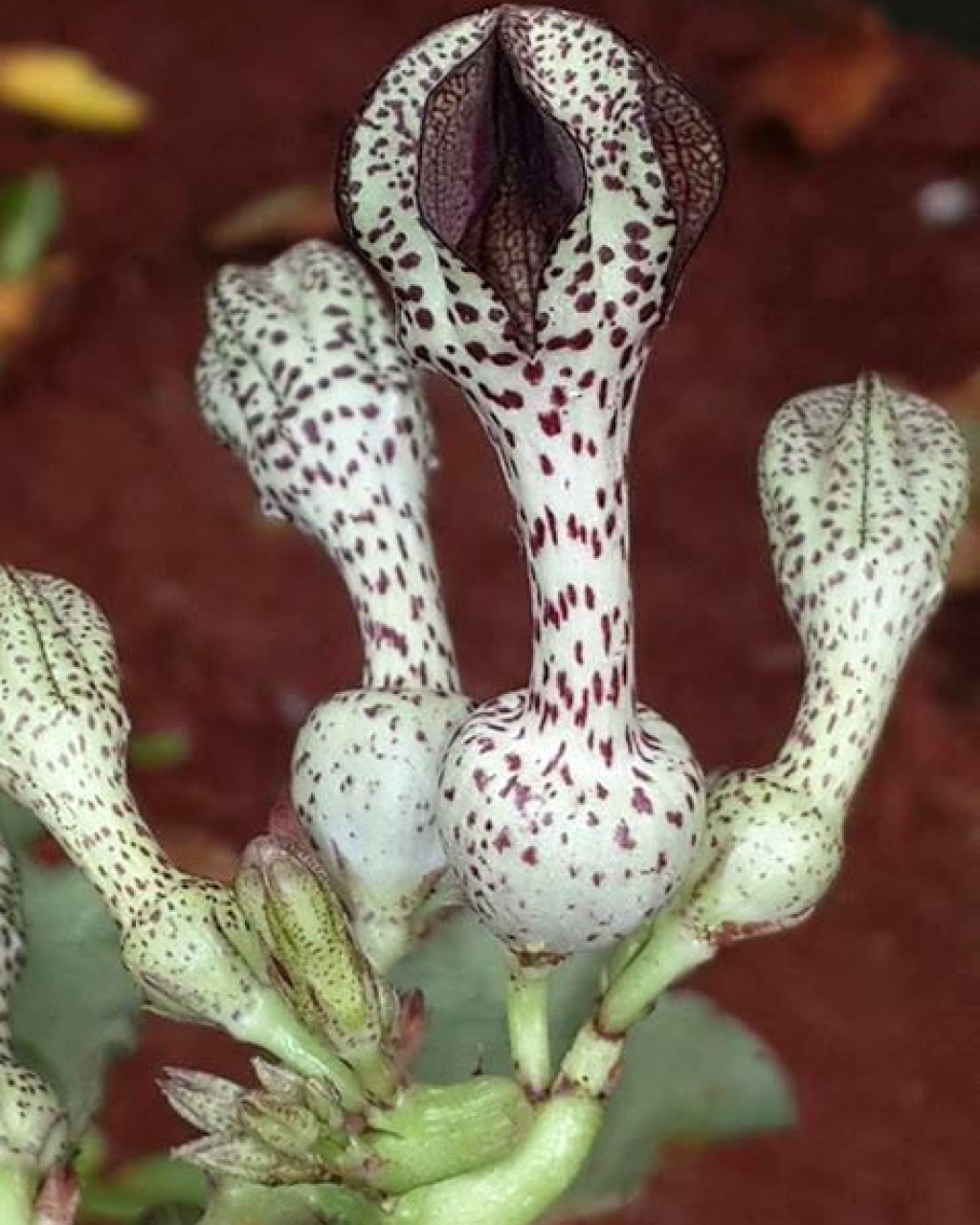 Ceropegia crassifolia