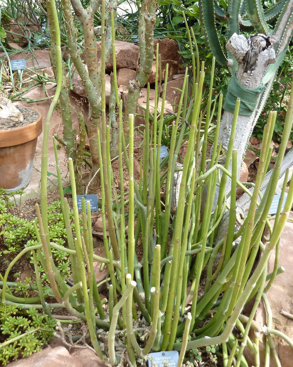 Ceropegia dichotoma