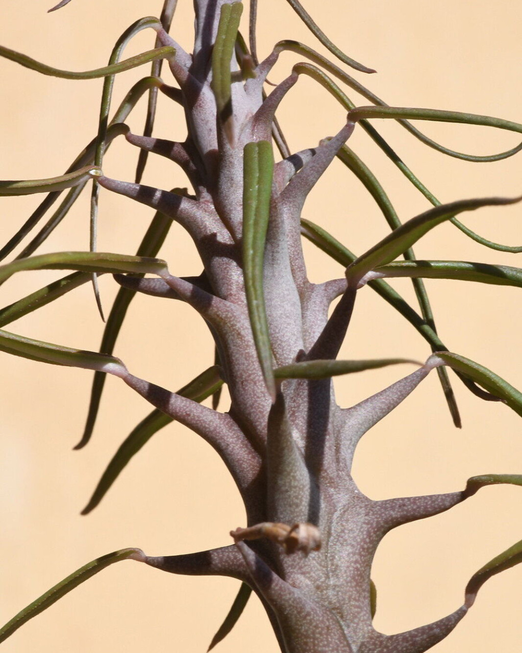 Ceropegia dimorpha