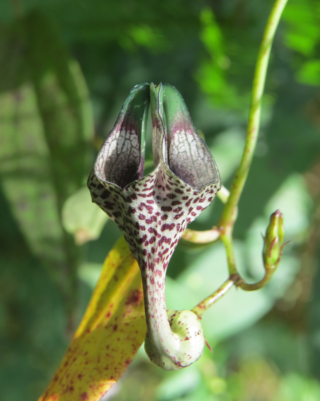 Ceropegia elegans