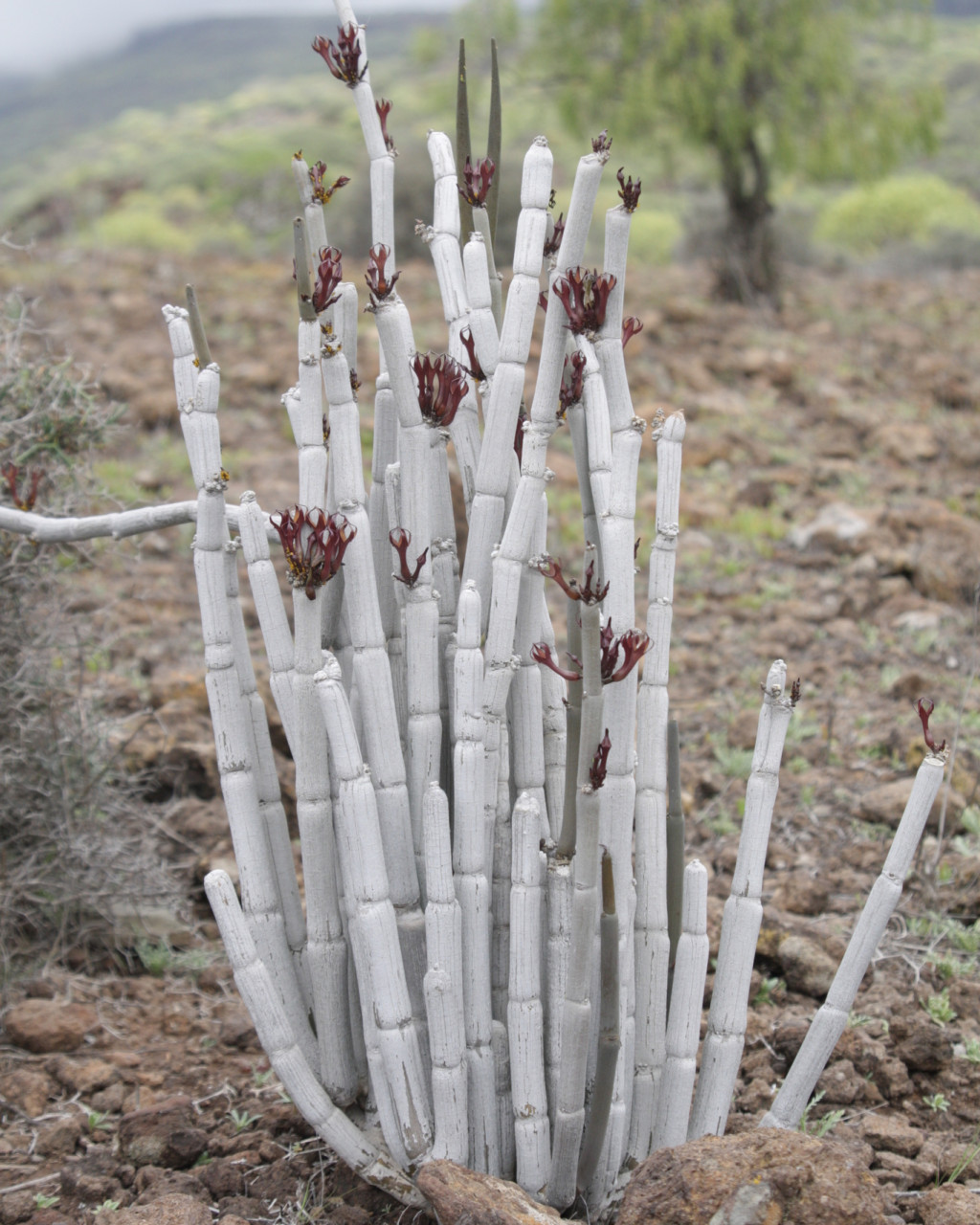 Ceropegia fusca
