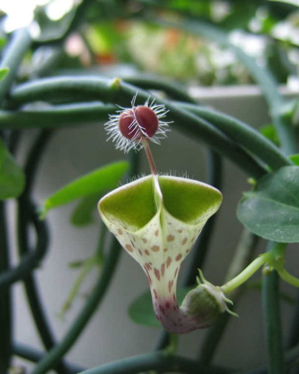 Ceropegia haygarthii