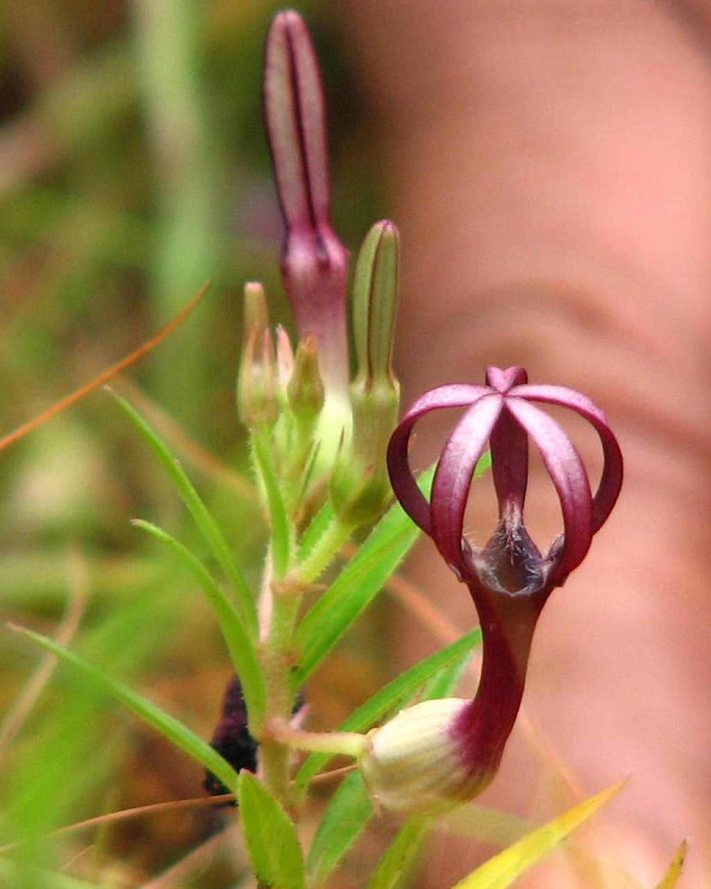 Ceropegia jainii
