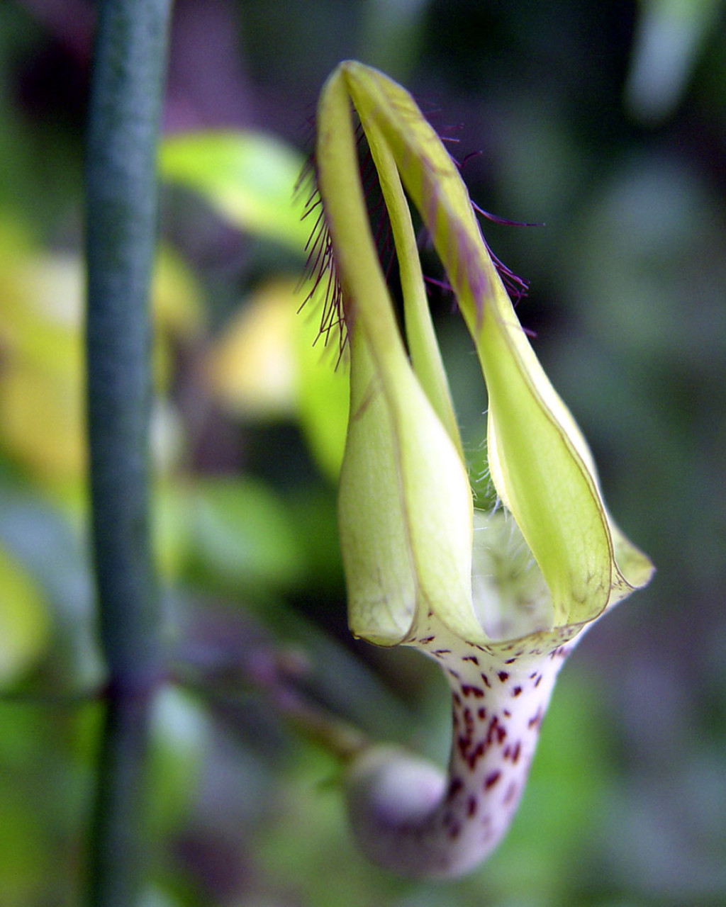 Ceropegia juncea