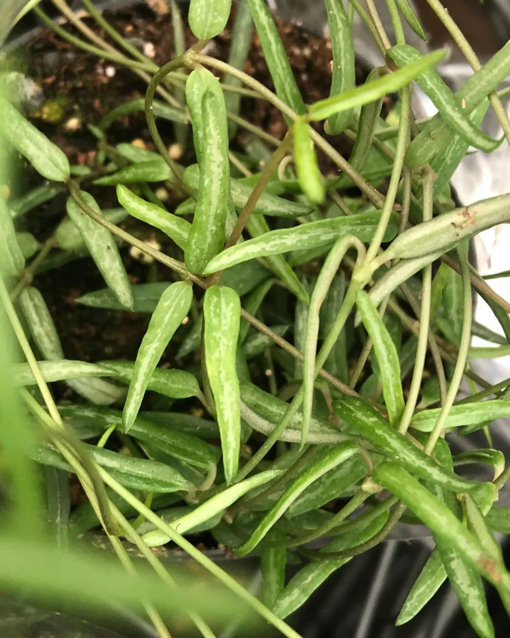 Ceropegia linearis