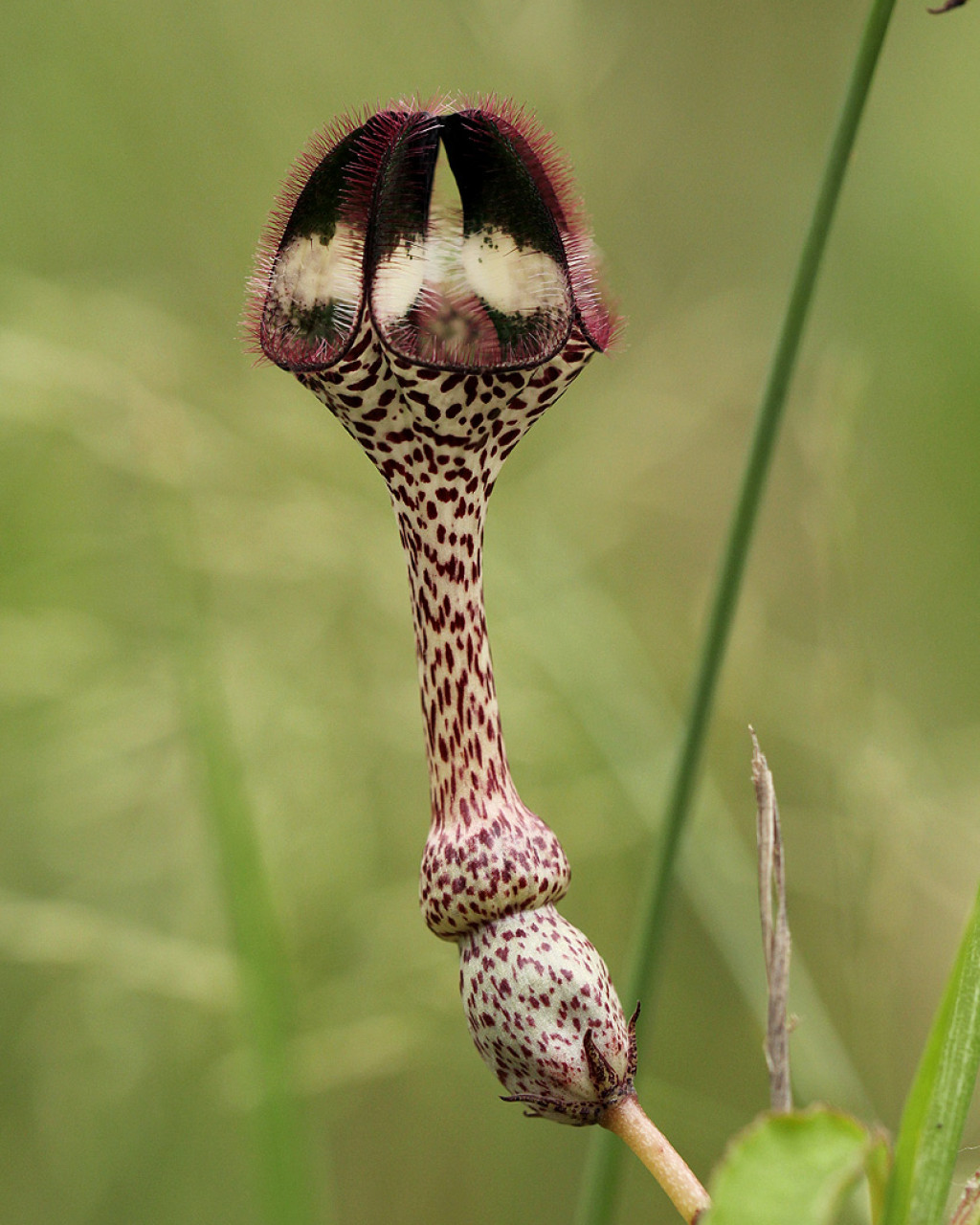 Ceropegia nilotica