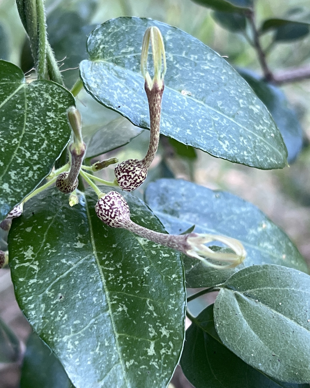 Ceropegia pachystelma