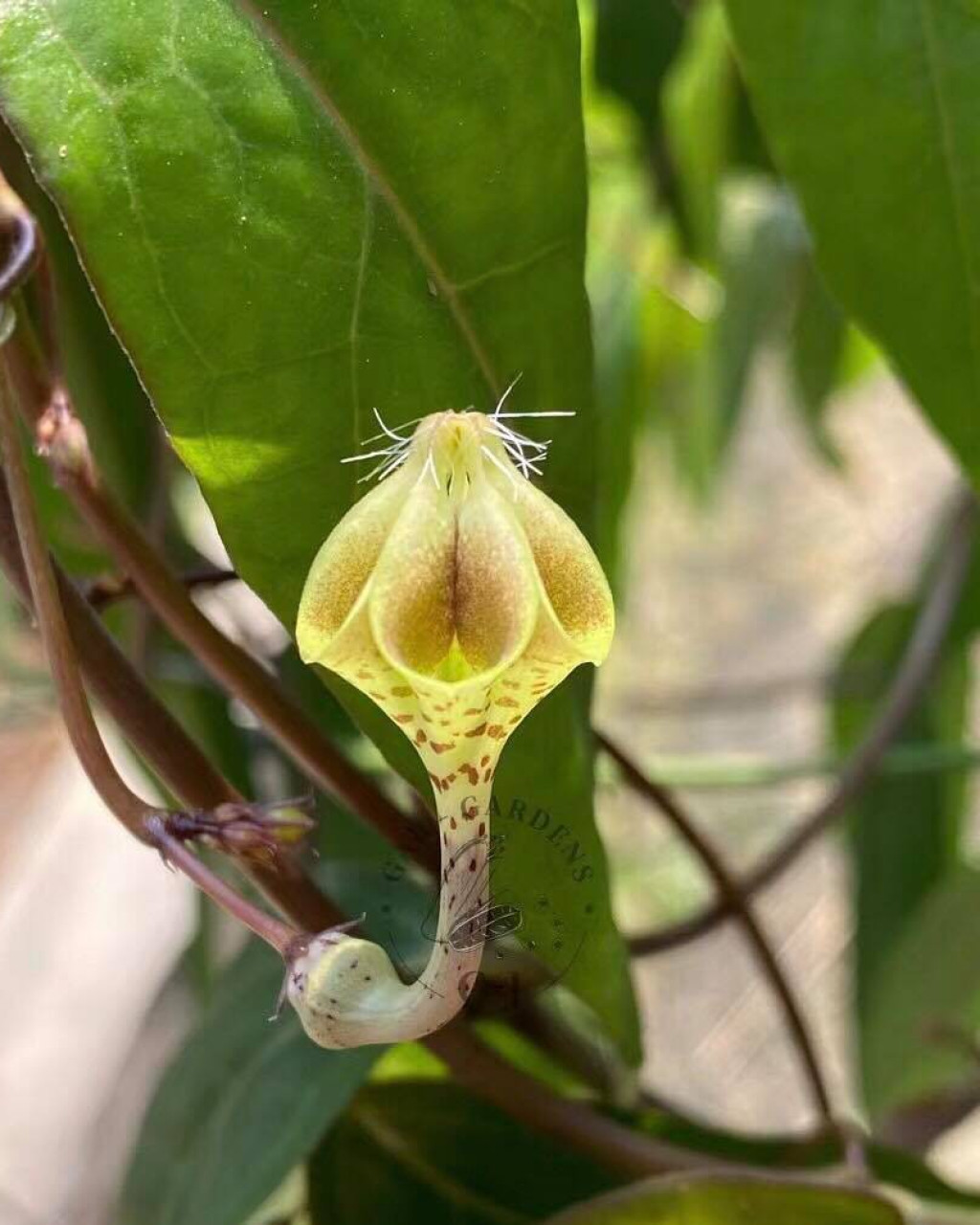 Ceropegia petignatii