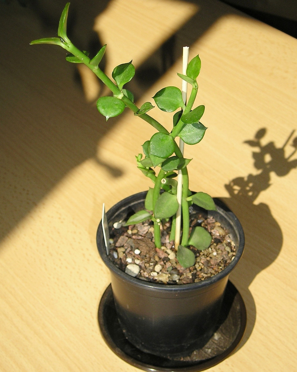 Ceropegia radicans
