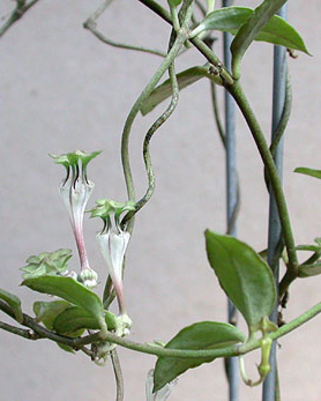 Ceropegia rendallii