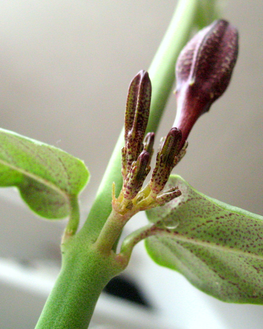 Ceropegia rupicola