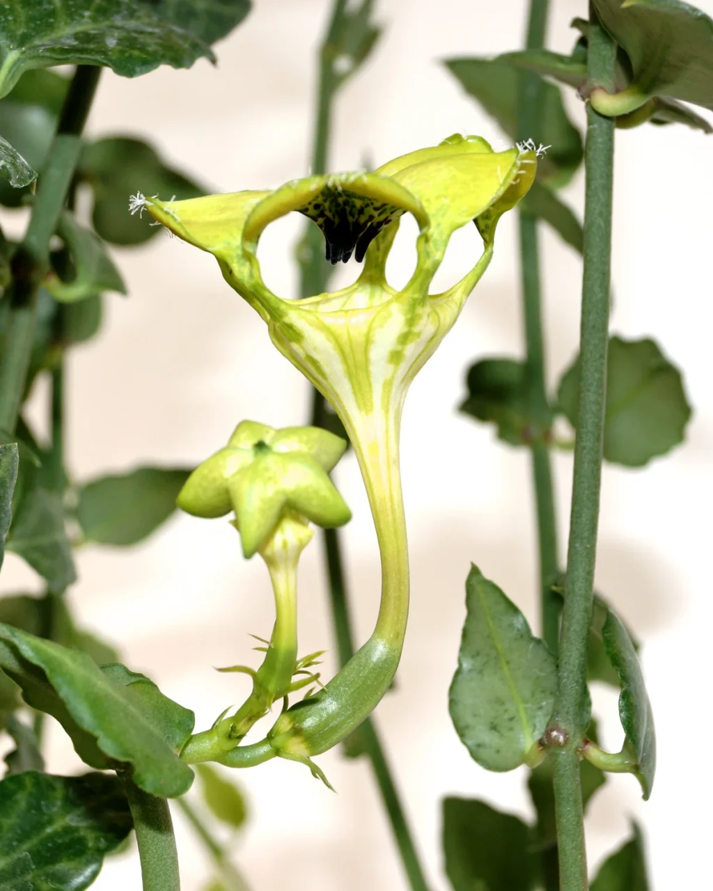 Ceropegia sandersonii