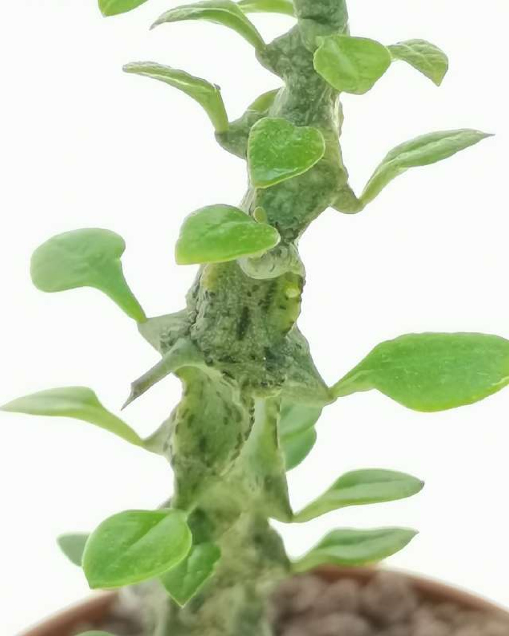 Ceropegia simoneae