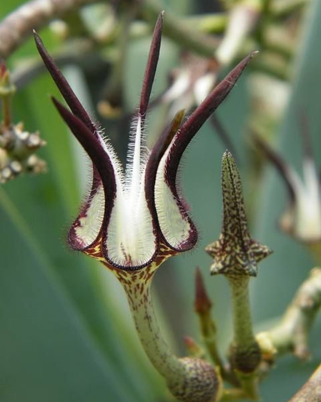 Ceropegia stapeliiformis