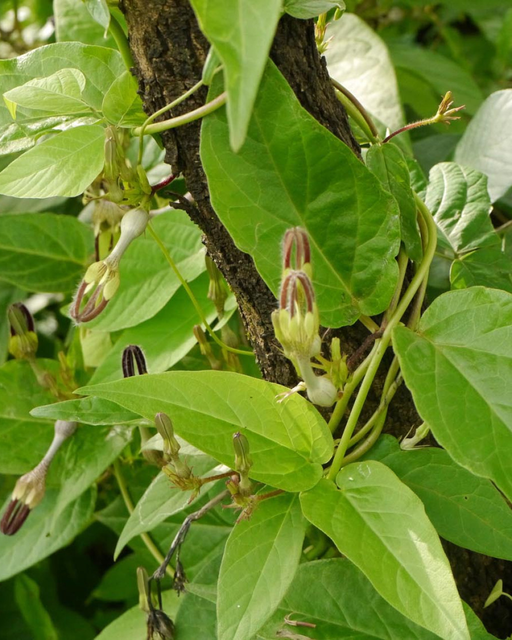 Ceropegia vincifolia