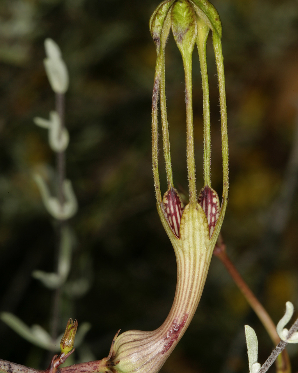 Ceropegia zeyheri
