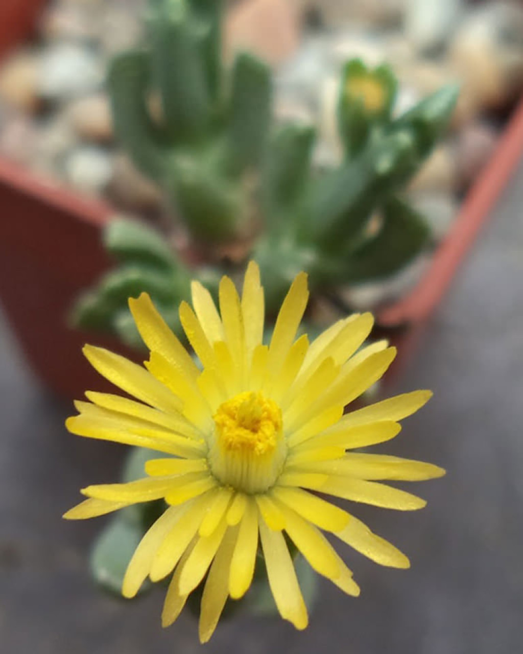 Chasmatophyllum