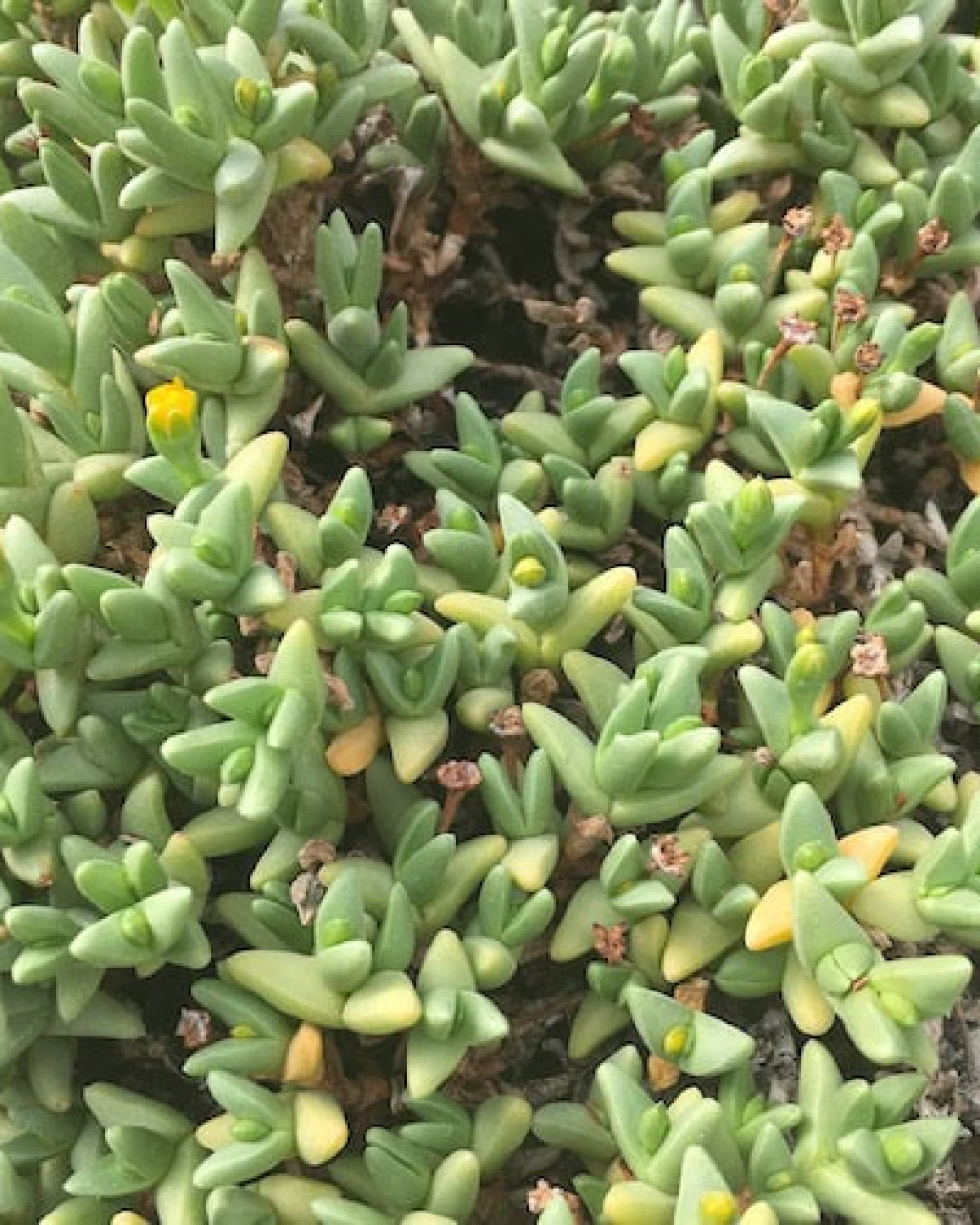 Chasmatophyllum braunsii