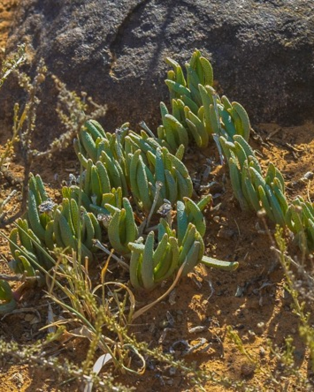 Chasmatophyllum musculinum