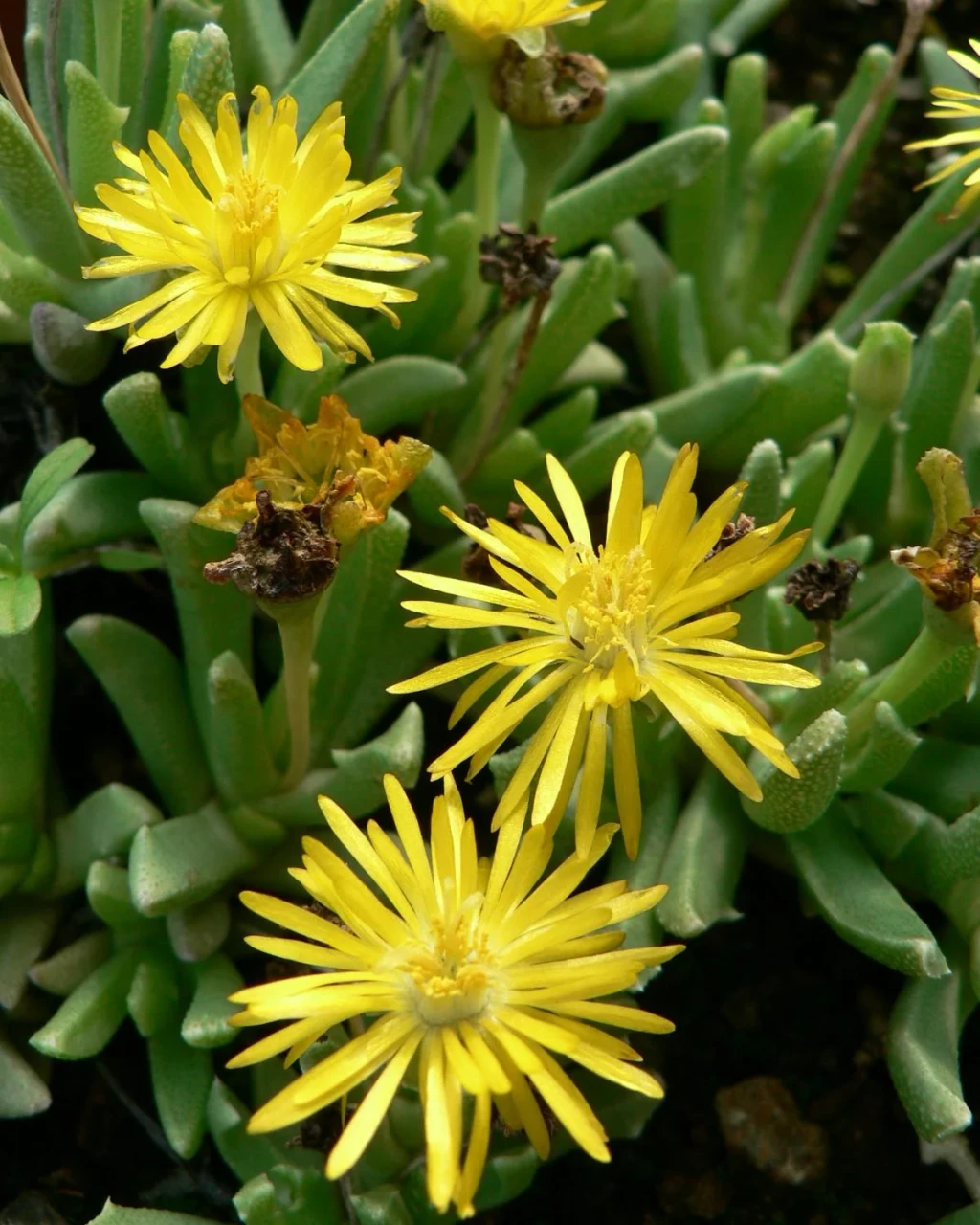 Chasmatophyllum nelii