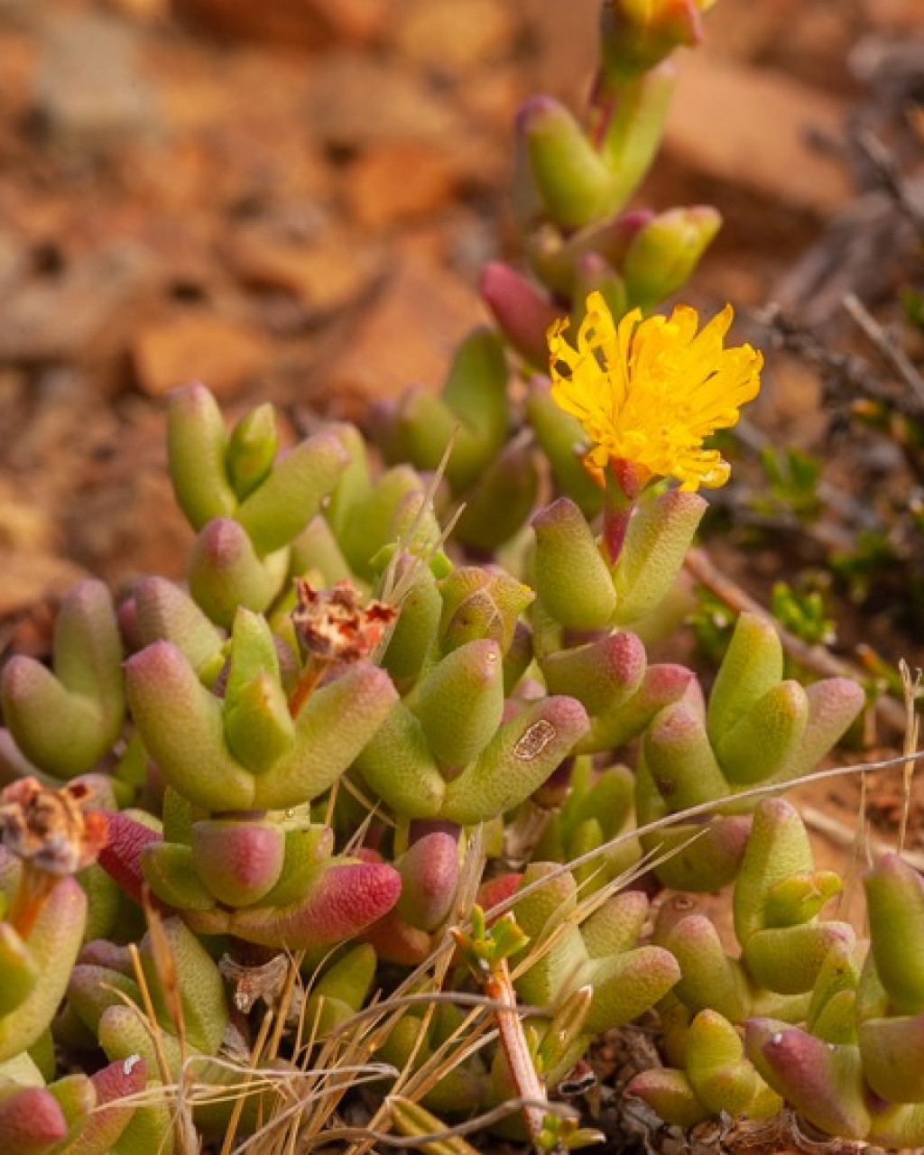Chasmatophyllum stanleyi