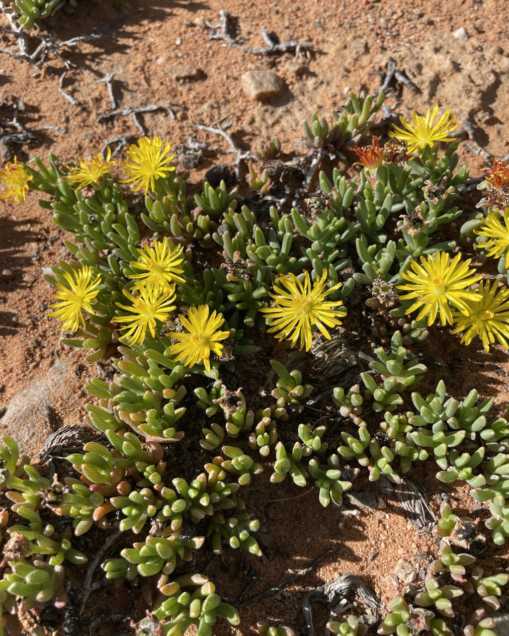 Chasmatophyllum willowmorense