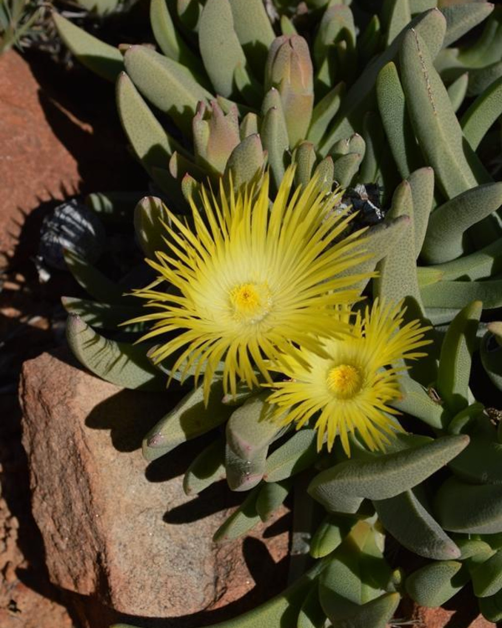 Cheiridopsis acuminata