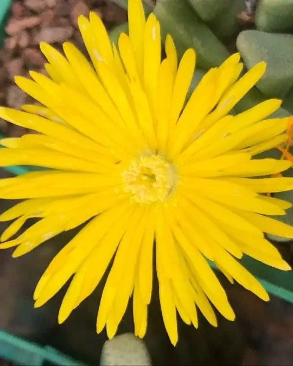 Cheiridopsis amabilis