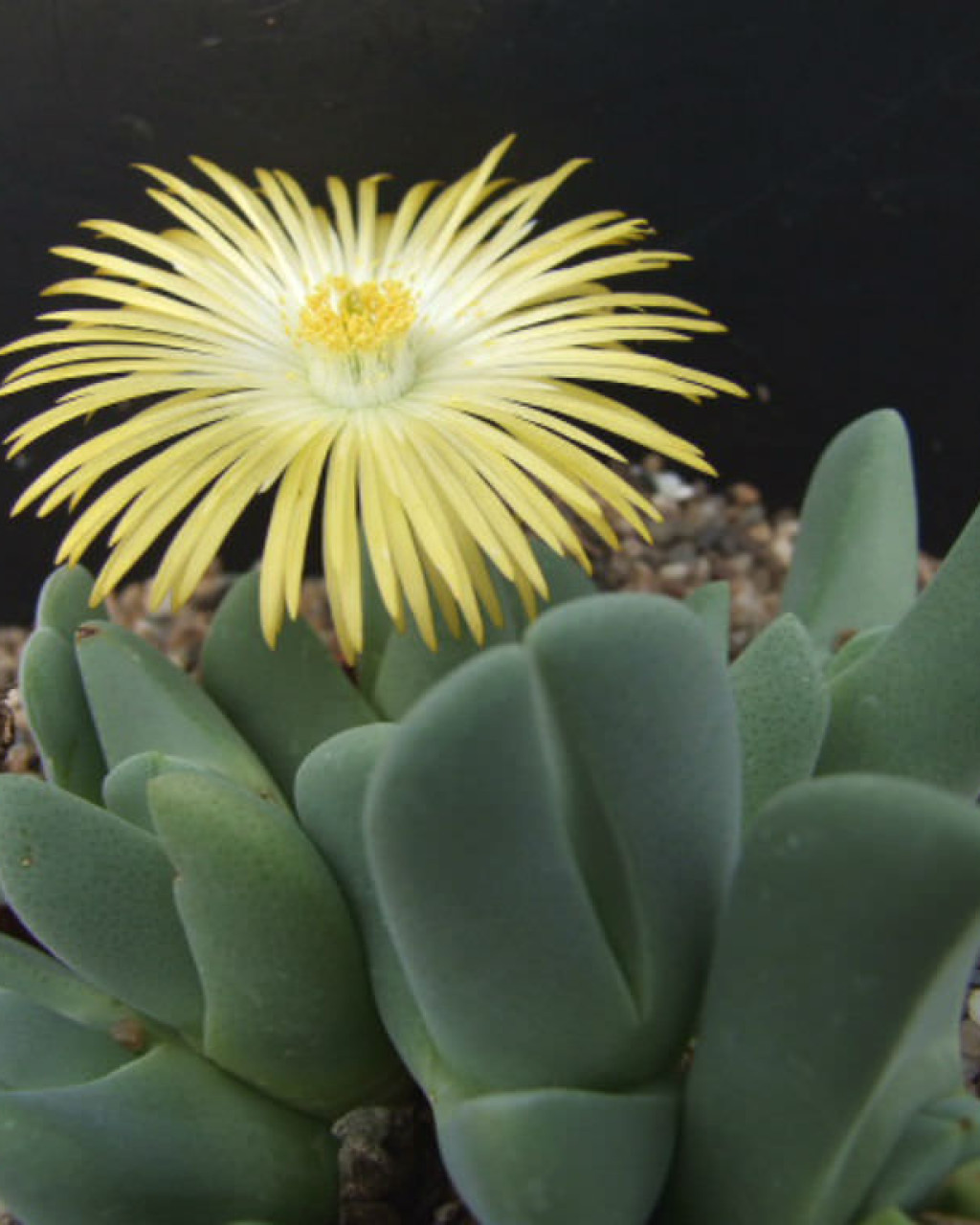 Cheiridopsis brownii