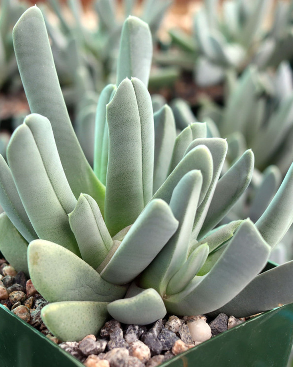 Cheiridopsis candidissima
