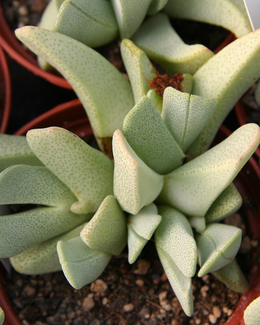 Cheiridopsis caroli-schmidtii