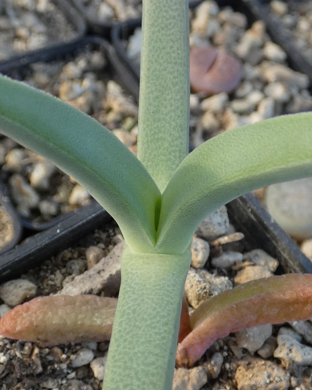 Cheiridopsis delphinoides