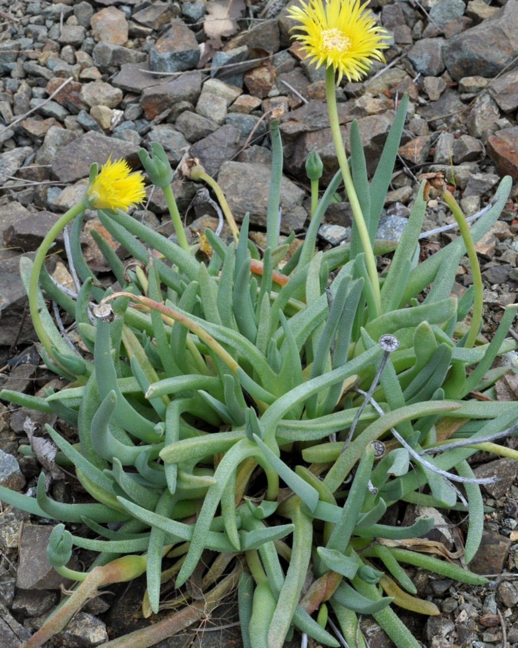 Cheiridopsis derenbergiana